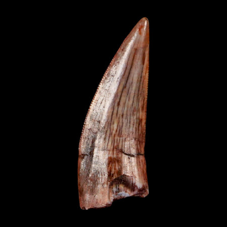 0.7" Postosuchus Rauisuchid Archosaur Fossil Tooth Redonda Formation NM COA Display