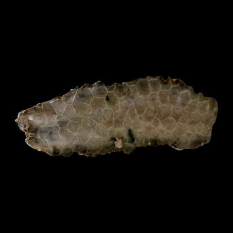 5.8" Polished Slab Petoskey Stone Hexagonaria Coral Fossil Devonian Age Michigan - Fossil Age Minerals