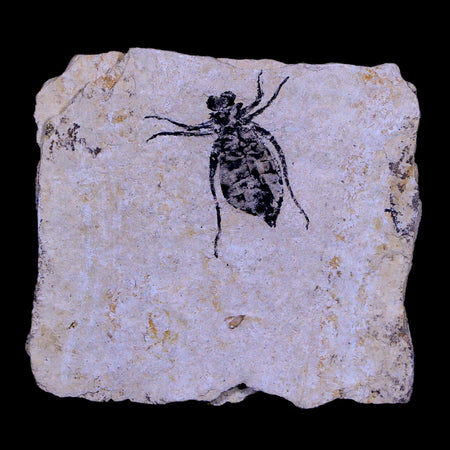 0.6" Dragonfly Larvae Fossil Libellula Doris Plate Upper Miocene Piemont Italy Display