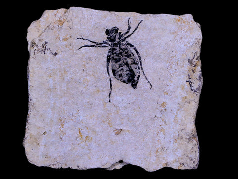 0.6" Dragonfly Larvae Fossil Libellula Doris Plate Upper Miocene Piemont Italy Display - Fossil Age Minerals