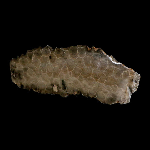 5.8" Polished Slab Petoskey Stone Hexagonaria Coral Fossil Devonian Age Michigan - Fossil Age Minerals