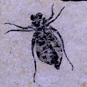 0.6" Dragonfly Larvae Fossil Libellula Doris Plate Upper Miocene Piemont Italy Display