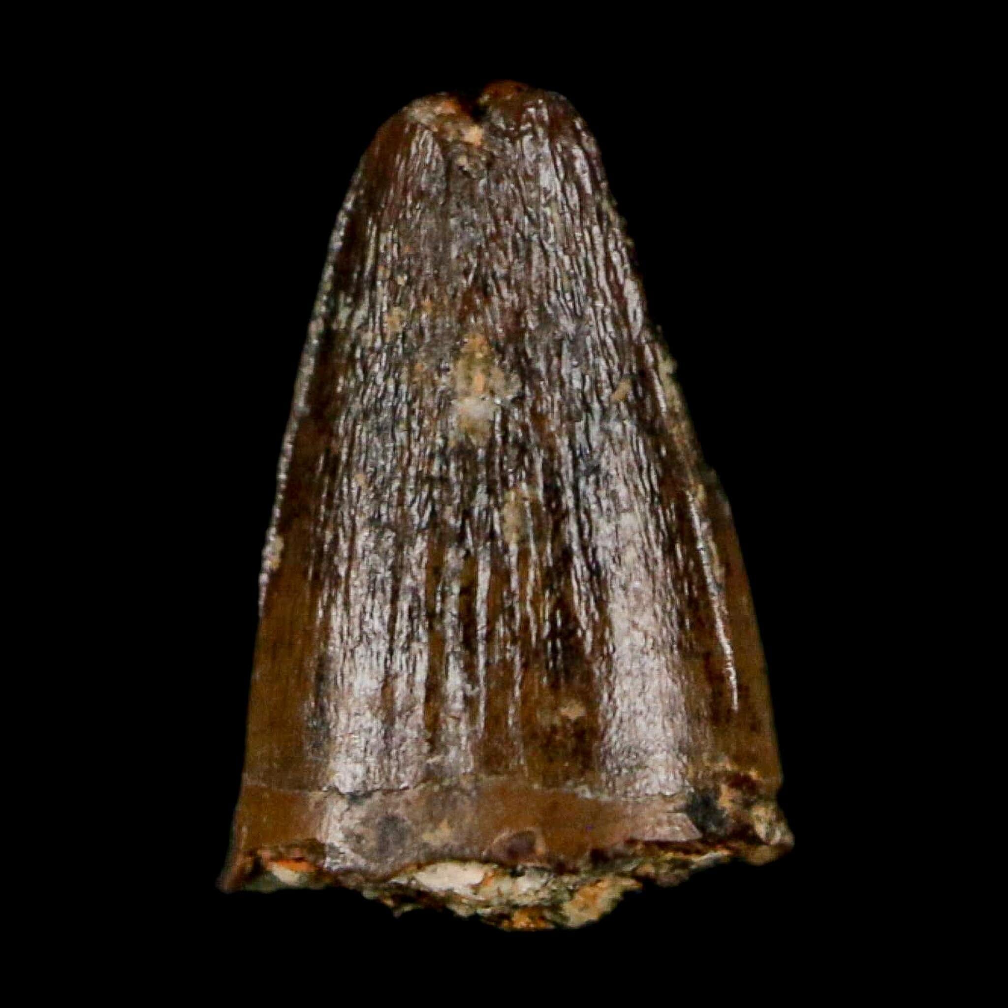 0.4 Crocodile Borealosuchus Fossil Tooth Judith River FM Montana COA Display - Fossil Age Minerals
