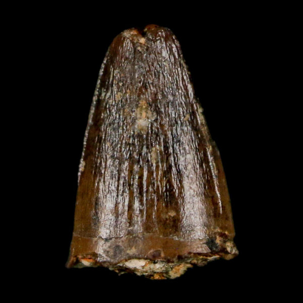 0.4 Crocodile Borealosuchus Fossil Tooth Judith River FM Montana COA Display