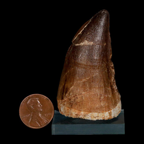 XL 2.2" Mosasaur Prognathodon Fossil Tooth Cretaceous Dinosaur Era COA Stand