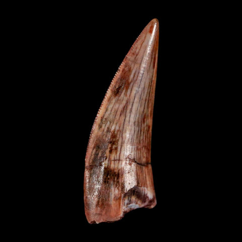 0.7" Postosuchus Rauisuchid Archosaur Fossil Tooth Redonda Formation NM COA Display