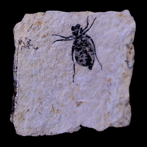 0.6" Dragonfly Larvae Fossil Libellula Doris Plate Upper Miocene Piemont Italy Display - Fossil Age Minerals