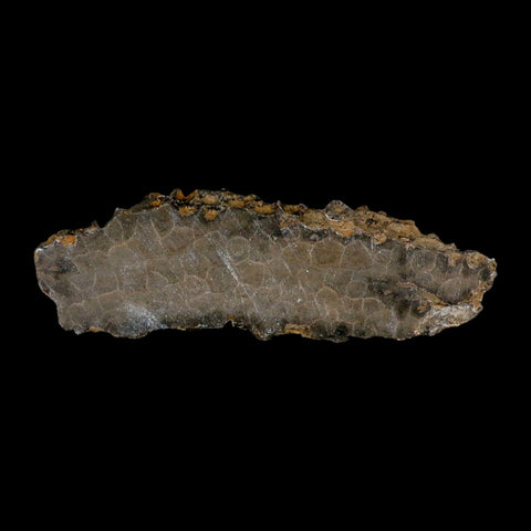 5.8" Polished Slab Petoskey Stone Hexagonaria Coral Fossil Devonian Age Michigan - Fossil Age Minerals