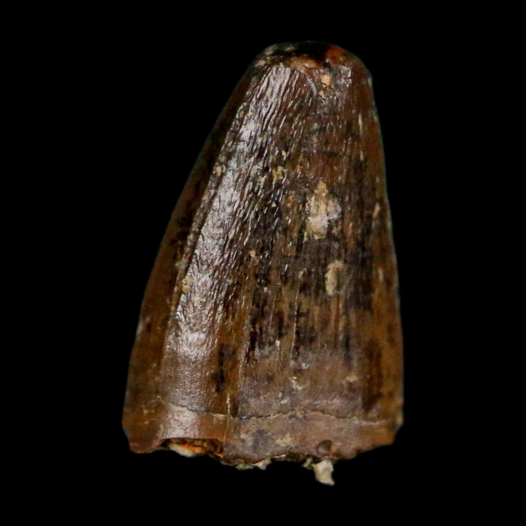 0.4 Crocodile Borealosuchus Fossil Tooth Judith River FM Montana COA Display - Fossil Age Minerals