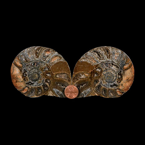 3.3" Goniatite Ammonite Fossil Polished, Cut Half's Erfoud Morocco Devonian Age COA - Fossil Age Minerals