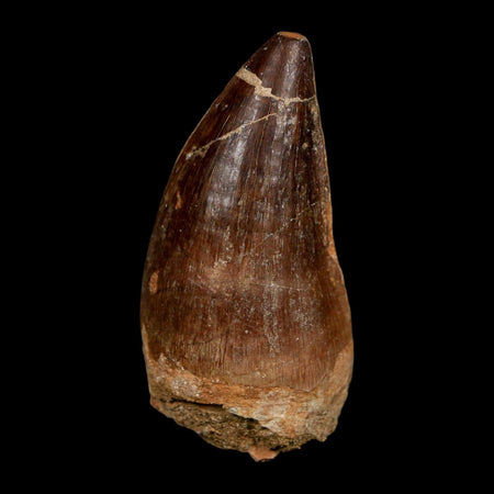 XL 2.5" Mosasaur Prognathodon Fossil Tooth Cretaceous Dinosaur Era COA Stand