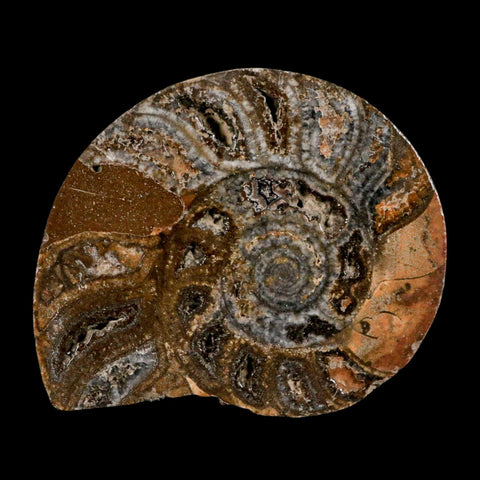 3.3" Goniatite Ammonite Fossil Polished, Cut Half's Erfoud Morocco Devonian Age COA - Fossil Age Minerals