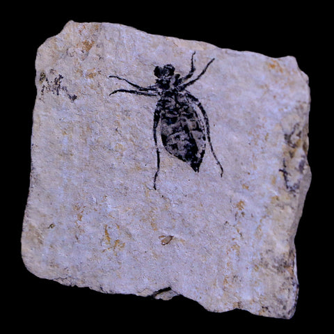 0.6" Dragonfly Larvae Fossil Libellula Doris Plate Upper Miocene Piemont Italy Display - Fossil Age Minerals