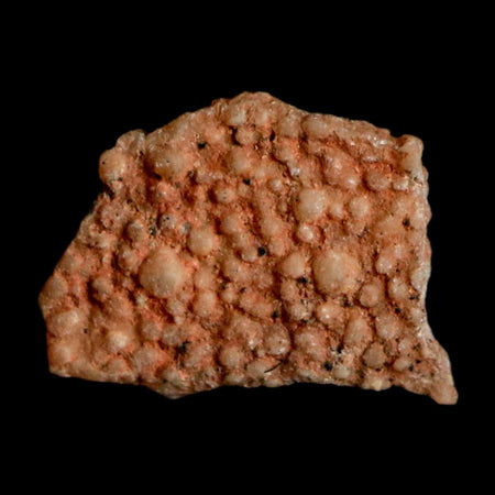 0.4" Megaloolithus Titanosaur Dinosaur Fossil Egg Shell Bouches Du Rhone France Display