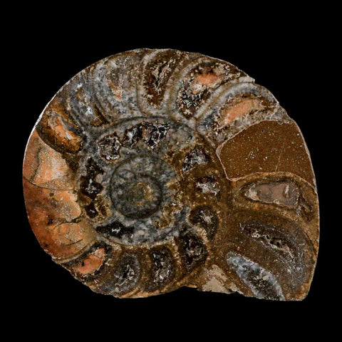 3.3" Goniatite Ammonite Fossil Polished, Cut Half's Erfoud Morocco Devonian Age COA - Fossil Age Minerals