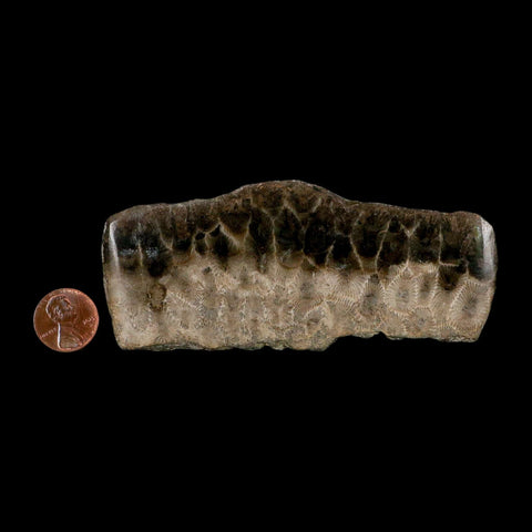 4.5" Polished Slab Petoskey Stone Hexagonaria Coral Fossil Devonian Age Michigan - Fossil Age Minerals