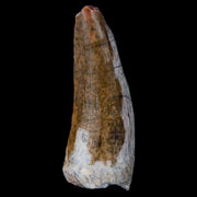 1.3" Suchomimus Fossil Tooth Cretaceous Spinosaurid Dinosaur Elraz FM Niger COA