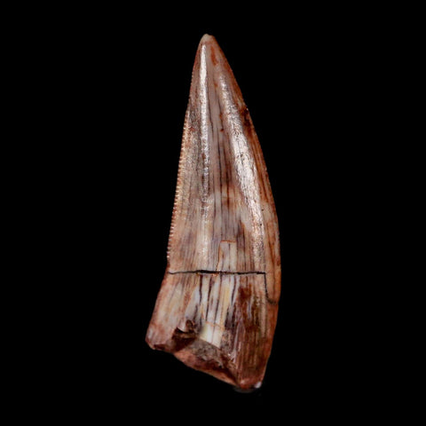 0.7" Postosuchus Rauisuchid Archosaur Fossil Tooth Redonda Formation NM COA Display
