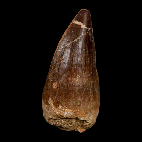 XL 2.5" Mosasaur Prognathodon Fossil Tooth Cretaceous Dinosaur Era COA Stand