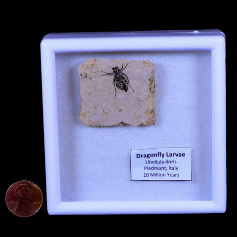 0.6" Dragonfly Larvae Fossil Libellula Doris Plate Upper Miocene Piemont Italy Display - Fossil Age Minerals
