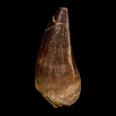 XL 2.5" Mosasaur Prognathodon Fossil Tooth Cretaceous Dinosaur Era COA Stand
