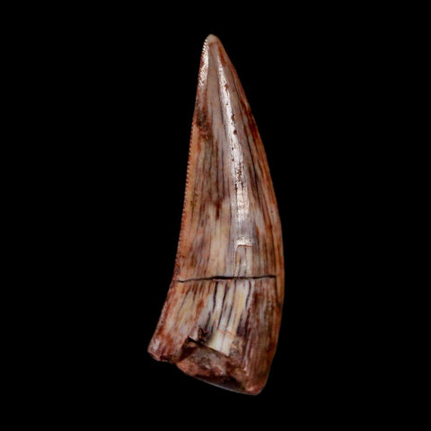 0.7" Postosuchus Rauisuchid Archosaur Fossil Tooth Redonda Formation NM COA Display