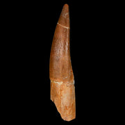 XL 2.2" Plesiosaur Zarafasaura Tooth Fossil Cretaceous Dinosaur Era COA, Stand