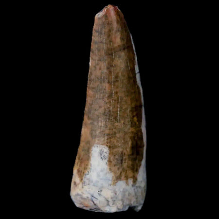 1.3" Suchomimus Fossil Tooth Cretaceous Spinosaurid Dinosaur Elraz FM Niger COA