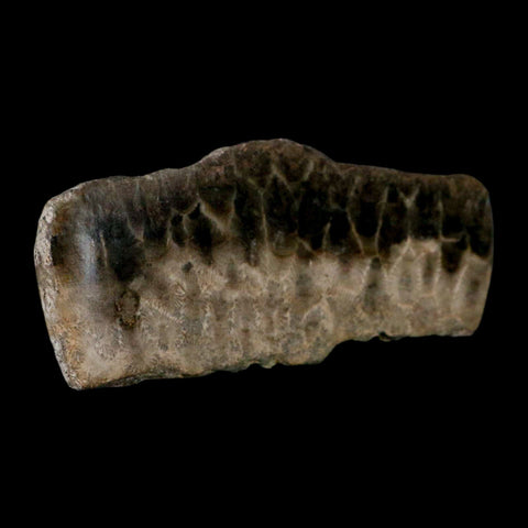 4.5" Polished Slab Petoskey Stone Hexagonaria Coral Fossil Devonian Age Michigan - Fossil Age Minerals