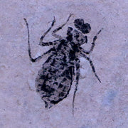 0.6" Dragonfly Larvae Fossil Libellula Doris Plate Upper Miocene Piemont Italy Display