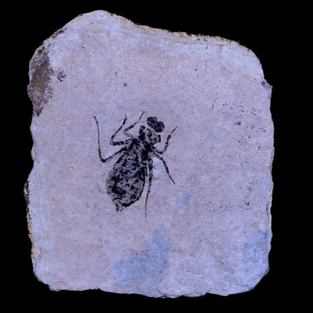 0.6" Dragonfly Larvae Fossil Libellula Doris Plate Upper Miocene Piemont Italy Display