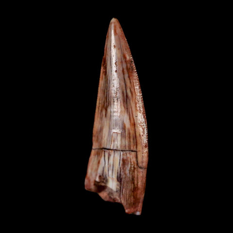 0.7" Postosuchus Rauisuchid Archosaur Fossil Tooth Redonda Formation NM COA Display