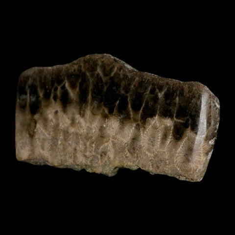 4.5" Polished Slab Petoskey Stone Hexagonaria Coral Fossil Devonian Age Michigan - Fossil Age Minerals