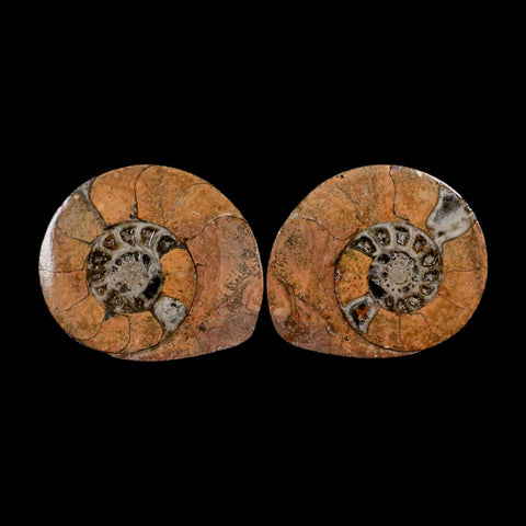 3.3" Goniatite Ammonite Fossil Polished, Cut Half's Erfoud Morocco Devonian Age COA - Fossil Age Minerals