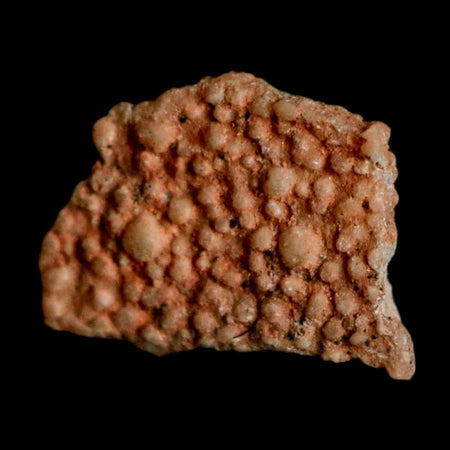 0.4" Megaloolithus Titanosaur Dinosaur Fossil Egg Shell Bouches Du Rhone France Display