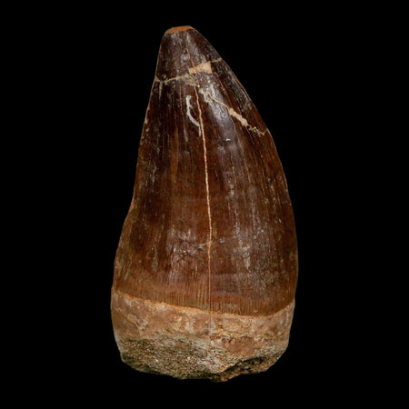 XL 2.5" Mosasaur Prognathodon Fossil Tooth Cretaceous Dinosaur Era COA Stand