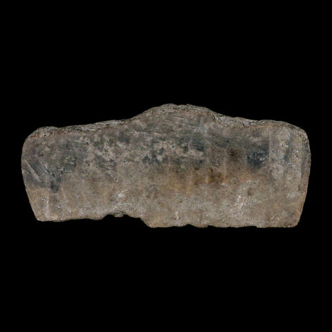 4.5" Polished Slab Petoskey Stone Hexagonaria Coral Fossil Devonian Age Michigan - Fossil Age Minerals