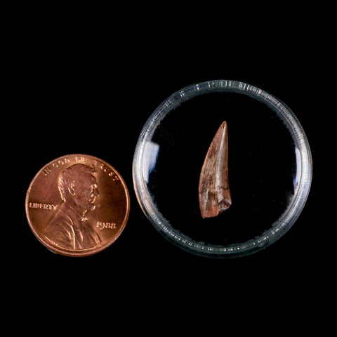 0.7" Postosuchus Rauisuchid Archosaur Fossil Tooth Redonda Formation NM COA Display