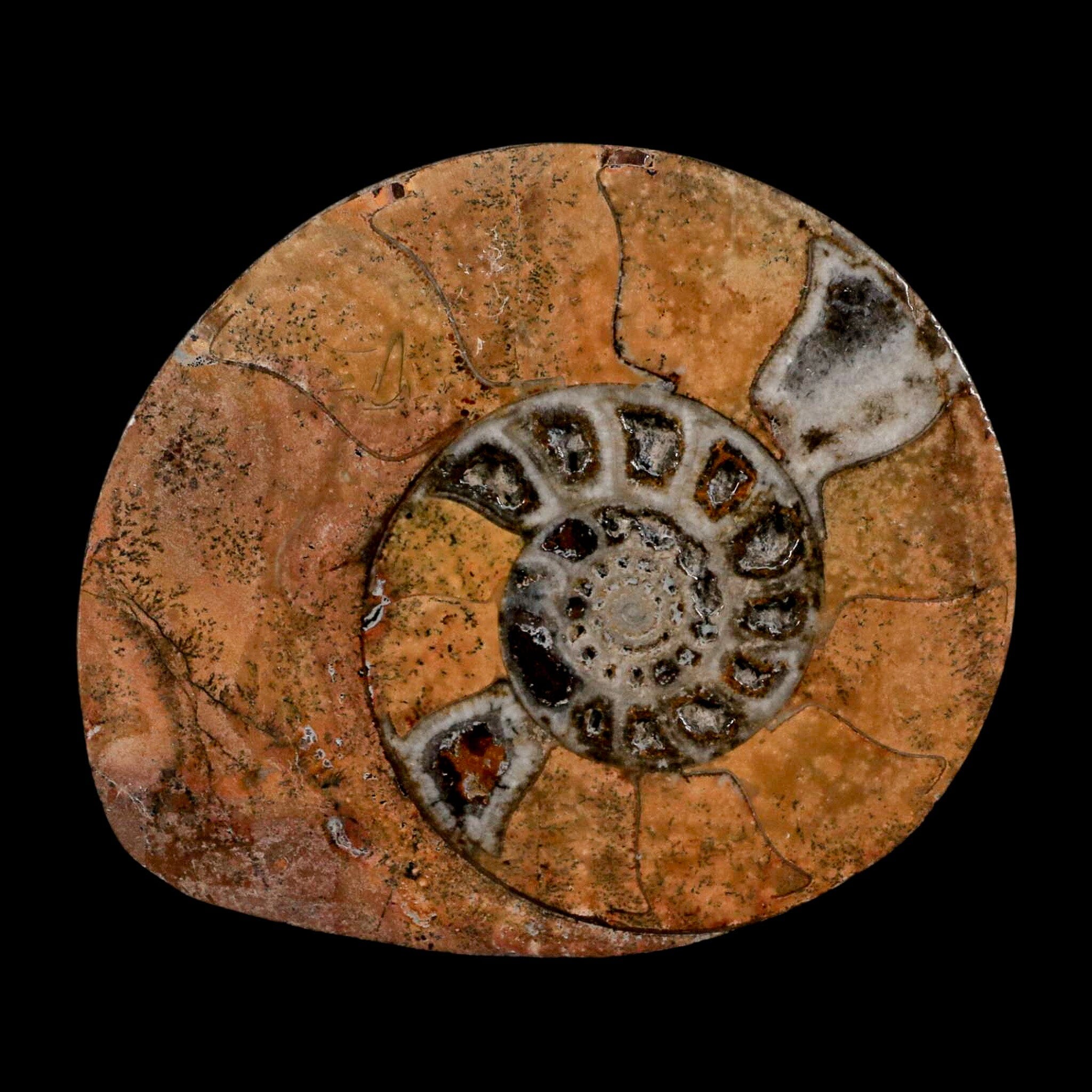 3.3" Goniatite Ammonite Fossil Polished, Cut Half's Erfoud Morocco Devonian Age COA - Fossil Age Minerals