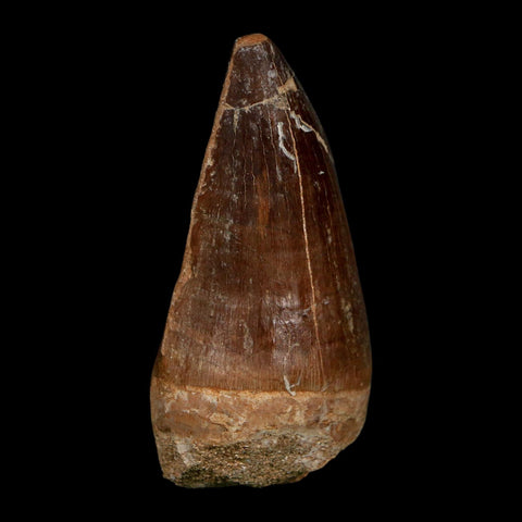 XL 2.5" Mosasaur Prognathodon Fossil Tooth Cretaceous Dinosaur Era COA Stand