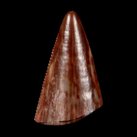 0.4" Postosuchus Rauisuchid Archosaur Fossil Tooth Redonda Formation NM COA Display