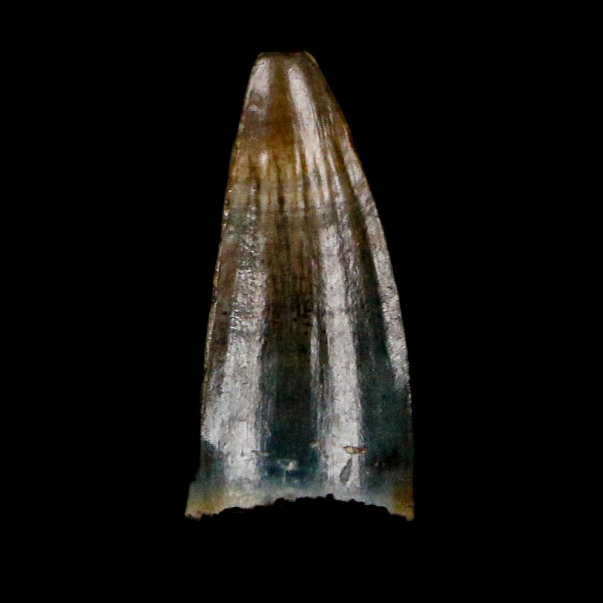 0.4 Crocodile Borealosuchus Fossil Tooth Judith River FM Montana COA Display - Fossil Age Minerals