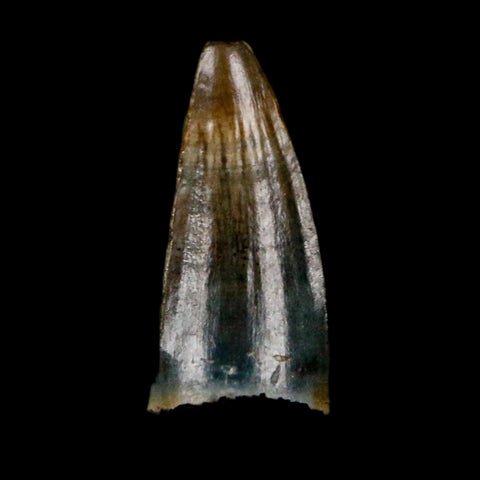 0.4 Crocodile Borealosuchus Fossil Tooth Judith River FM Montana COA Display - Fossil Age Minerals