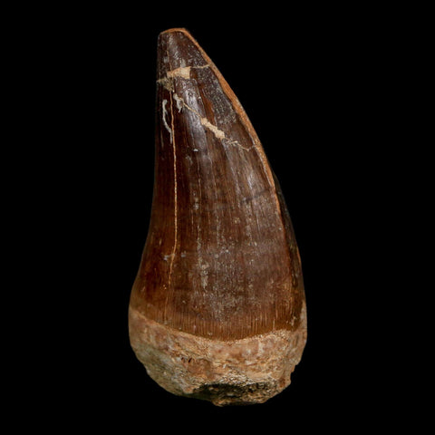 XL 2.5" Mosasaur Prognathodon Fossil Tooth Cretaceous Dinosaur Era COA Stand