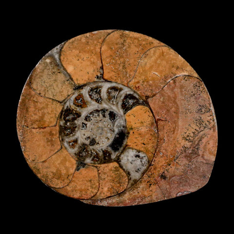 3.3" Goniatite Ammonite Fossil Polished, Cut Half's Erfoud Morocco Devonian Age COA - Fossil Age Minerals