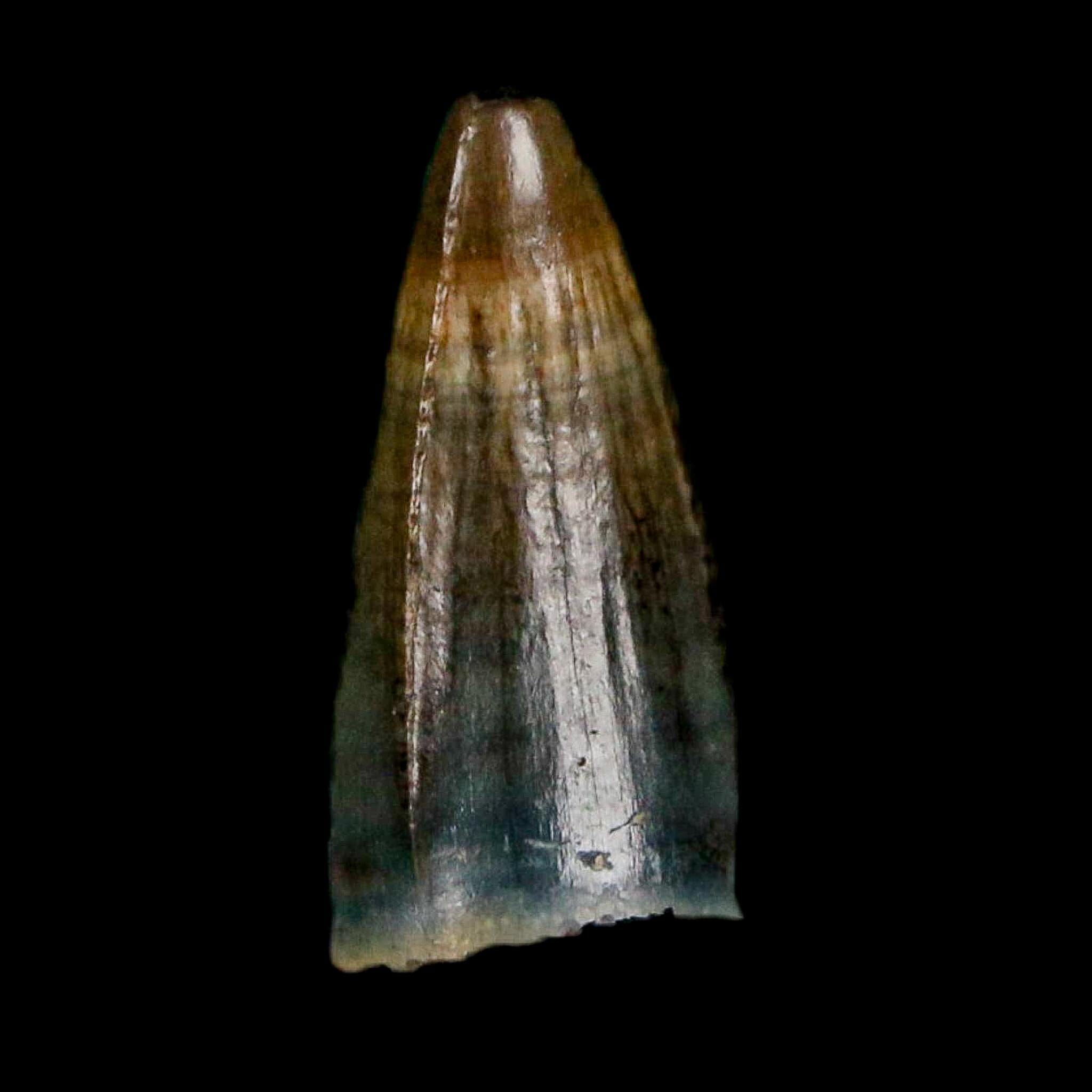 0.4 Crocodile Borealosuchus Fossil Tooth Judith River FM Montana COA Display - Fossil Age Minerals