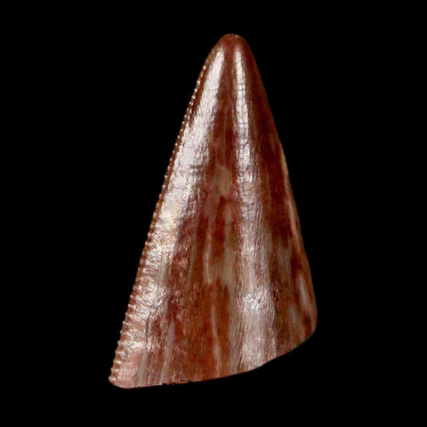 0.4" Postosuchus Rauisuchid Archosaur Fossil Tooth Redonda Formation NM COA Display