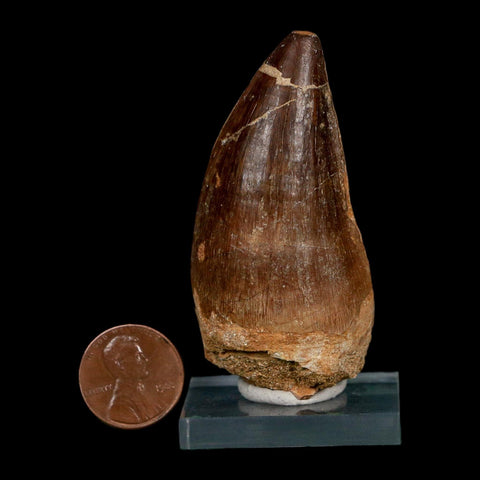 XL 2.5" Mosasaur Prognathodon Fossil Tooth Cretaceous Dinosaur Era COA Stand