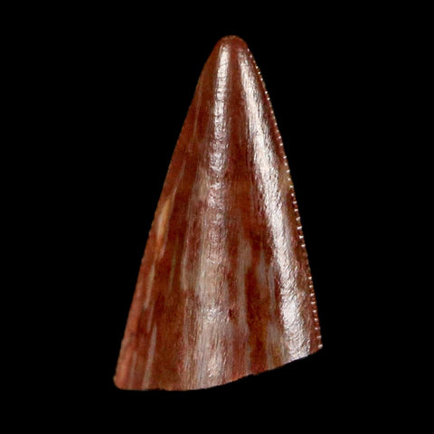 0.4" Postosuchus Rauisuchid Archosaur Fossil Tooth Redonda Formation NM COA Display