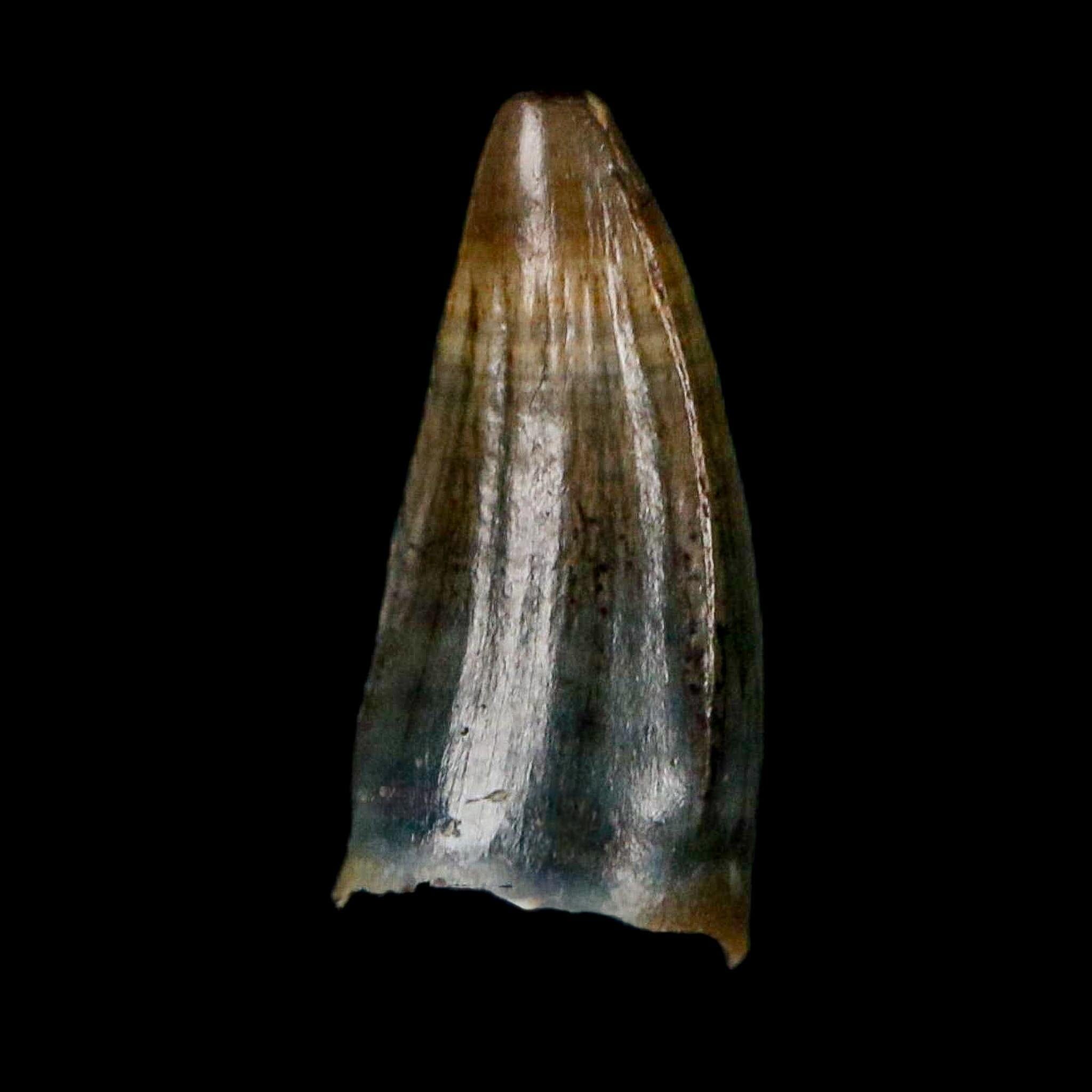 0.4 Crocodile Borealosuchus Fossil Tooth Judith River FM Montana COA Display - Fossil Age Minerals